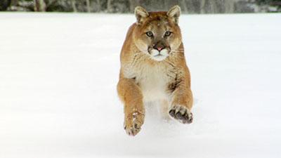 Mammals Footage