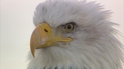 Birds Video Stock Footage