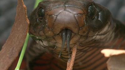 Reptile Footage
