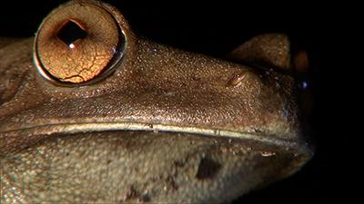 Amphibian Footage