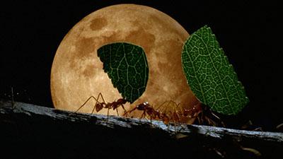 Insects, Spiders, Invertebrates