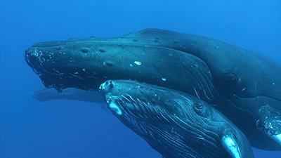 Whale