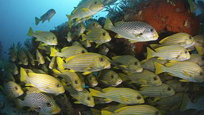 Fish Footage