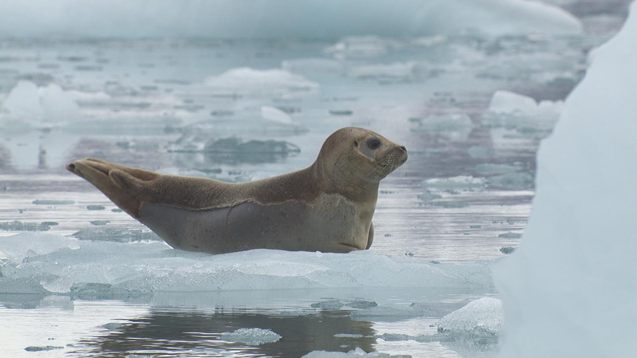 Marine Mammal Footage