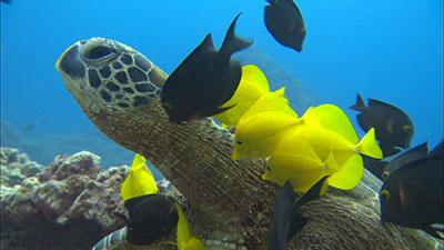 Marine Reptile Footage