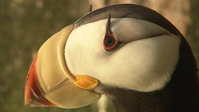 Marine Bird Footage