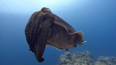 Marine Invertebrate Footage