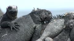 Marine Iguana