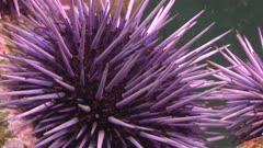 Sea Urchin