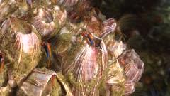 Barnacle