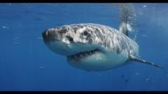 Shark
