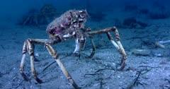 Crab