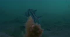 Armourhead