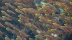 Glassfish