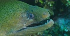 Eel And Moray