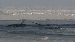 Narwhal