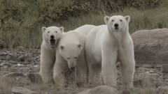 Collection Highlights: Animal Behavior Sequences