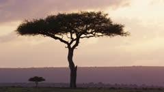 Acacia
