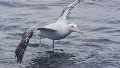 Albatross