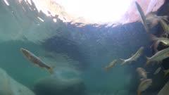 Minnow