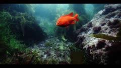 Damselfish