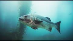 Sea Bass