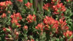 Broomrape