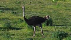 Ostrich