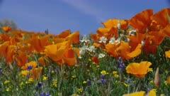 8K Video California