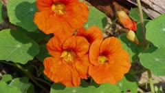 Nasturtium