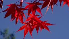 Soapberry