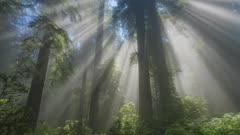 Conifer