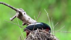 Broadbill