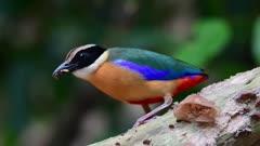 Pitta