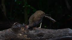 Pheasant