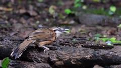 Laughingthrush