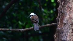 Laughing Thrush