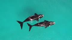 Whale Aerials
