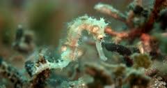 Seahorse And Pipefish