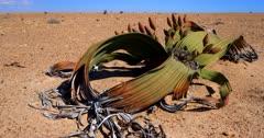 Welwitschia