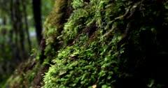 Moss