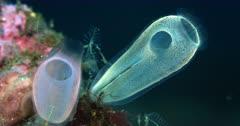 Sea Squirt And Tunicate