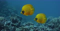 Butterflyfish And Bannerfish