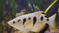 Archerfish
