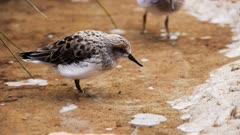 Sandpiper