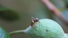 Fruit Fly