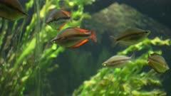 Rainbowfish