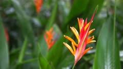 Heliconias