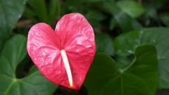 Arum