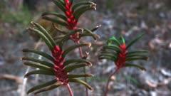 Bloodwort